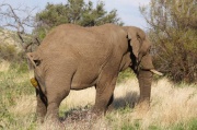 elephant (9)